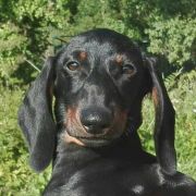 AGENT 007 Nes Gwadiana (FCI) 4