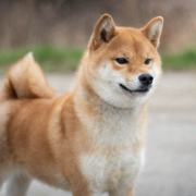 Agent Carter at v.d Egmato