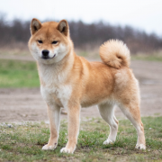 Agent Carter at v.d Egmato