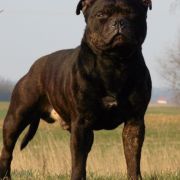 Agravain King of Avalon Cockney Bullysters 2
