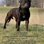 Agravain King of Avalon Cockney Bullysters 3