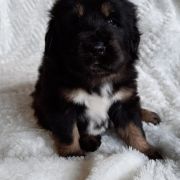 AHMES Guard of Kajlas FCI