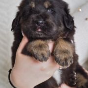 AHMES Guard of Kajlas FCI