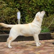  AIRY-FAIRY Kreuzburg