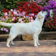  AIRY-FAIRY Kreuzburg 2