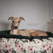 AISHA FOR FOXPOLIS Taavetti [imp.CZK]