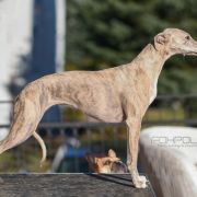 AISHA FOR FOXPOLIS Taavetti [imp.CZK]