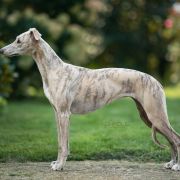 AISHA FOR FOXPOLIS Taavetti [imp.CZK]