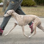 AISHA FOR FOXPOLIS Taavetti [imp.CZK]