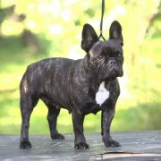 Aisha Ilare Bulchimo 