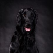 AJRA Czekoladowy Lizak 2