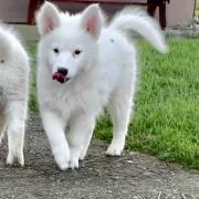 AJUGA z Łaciatej Krainy