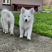 AJUGA z Łaciatej Krainy