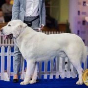 AK-MAGASH ZHOLBORS 4