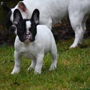 Akela Tesori del Mare