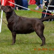 AKIRA HUSARSKA SFORA 