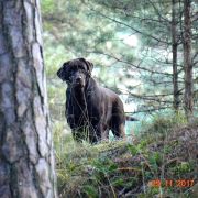 AKIRA HUSARSKA SFORA 2