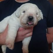 Akwamaryn Panna na niedźwiedziu