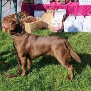 ALBINA Gajowa Górka (FCI)