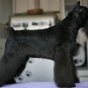 Ales Di Fortuna OLLY MOLLY