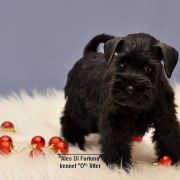 Ales Di Fortuna OLLY MOLLY 3