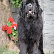 Alfa Romeo Disco Volante