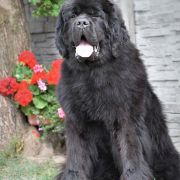 Alfa Romeo Disco Volante