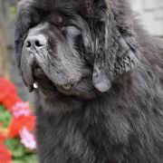 Alfa Romeo Disco Volante