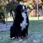 ALISA Believe in Dreams 