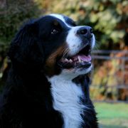 ALISA Believe in Dreams 2