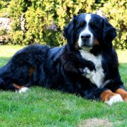 ALISA Believe in Dreams 3