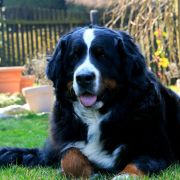 ALISA Believe in Dreams 4