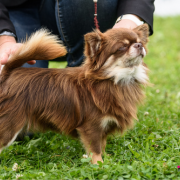 All About Chocolate Queen's Diamond 4