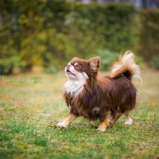 All About Chocolate Queen's Diamond