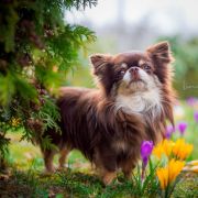 All About Chocolate Queen's Diamond 2