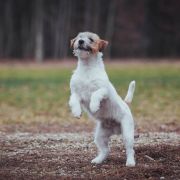 All Jacks Amazing Tale 2