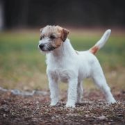 All Jacks Amazing Tale 3