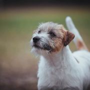 All Jacks Amazing Tale 4