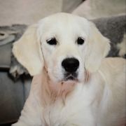 ALMOST ALL of Wolf Point