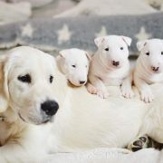 ALMOST ALL of Wolf Point