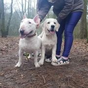 ALMOST ALL of Wolf Point