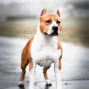 ALPINE'S STAR LORD POKEROWY ZYWOT