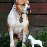 ALPINE'S STAR LORD POKEROWY ZYWOT