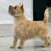 Alta Carya FCI WITALIS