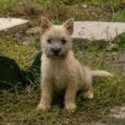 Alta Carya FCI WITALIS 2