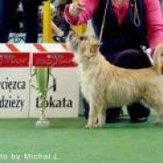 Alta Carya FCI WITALIS 3