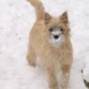 Alta Carya FCI WITALIS 4