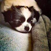 Alvaro Bella Picollo FCI