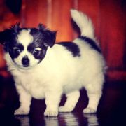 Alvaro Bella Picollo FCI 2