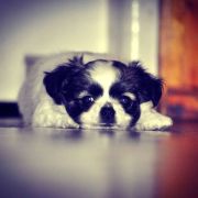 Alvaro Bella Picollo FCI 3